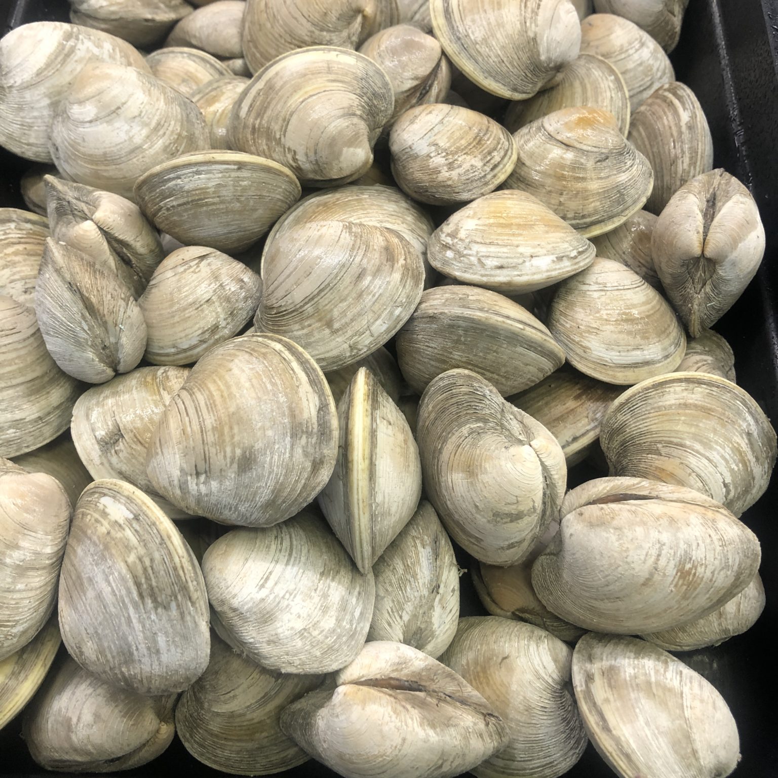 Fresh Little Neck Clams - Seafoods of the World | Fresh Fish Market ...