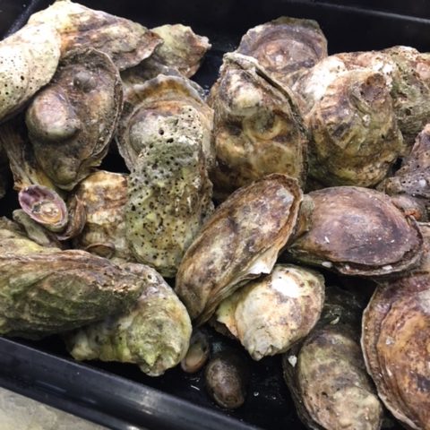 Fresh Blue Point Oysters - Seafoods of the World | Fresh Fish Market ...