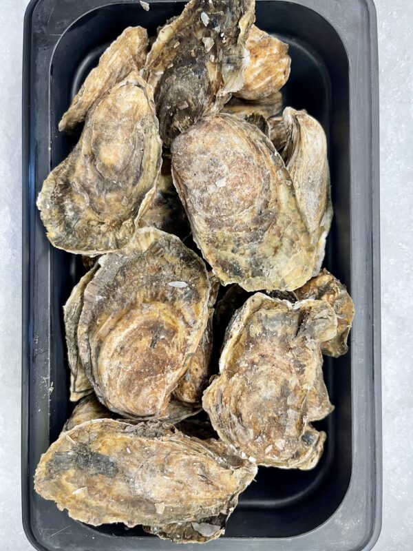 Fresh Riptide Oysters