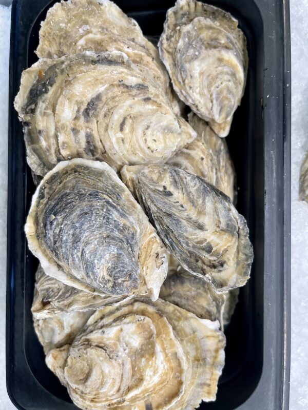 Fresh Stellar Bay Oysters